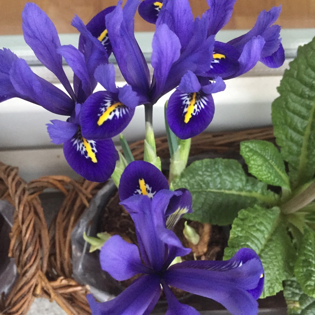Iris Hollandica 'Blue Magic', Dutch Iris 'Blue Magic' in GardenTags