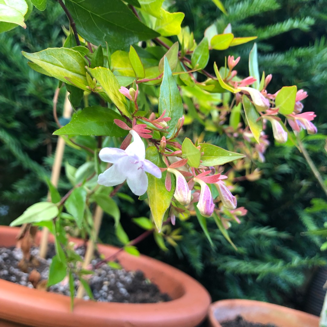 kaleidoscope abelia kaleidoscope abelia