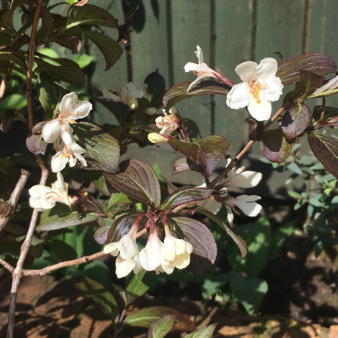 Weigela 'Velda' syn. Weigela 'Ebony and Ivory', Weigela 'Tuxedo