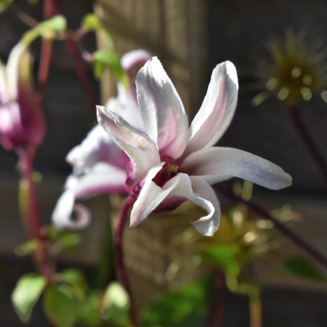 Clematis texensis 'Princess Kate', Clematis 'Princess Kate' in