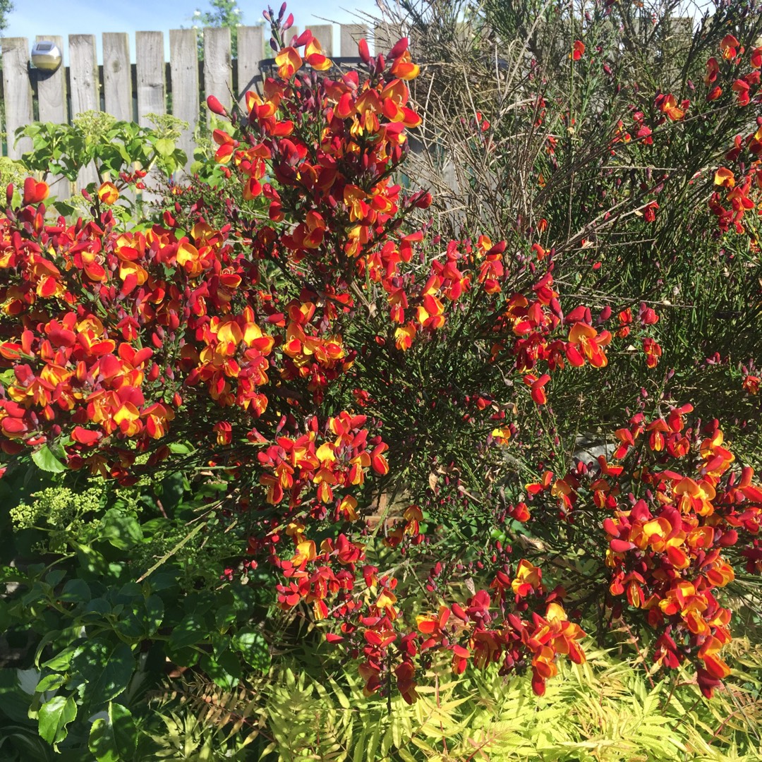 Cytisus Goldfinch Broom Perennial Shrub Fully hardy plant 9cm Pot Free DELIVERY Cytisus Goldfinch Broom Perennial Shrub Fully hardy plant 9cm Pot Free DELIVERY