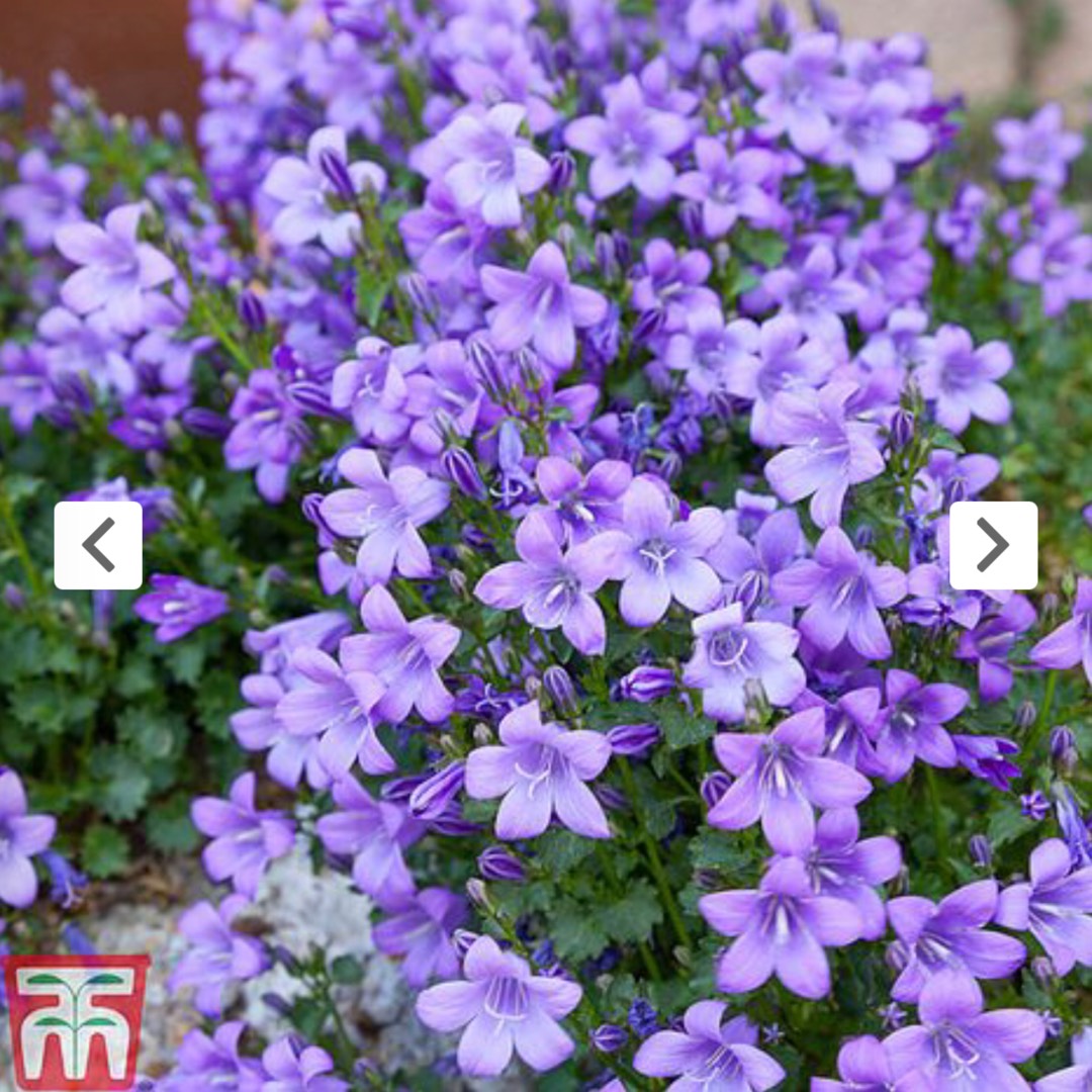Campanula 'Ambella Purple', Bellflower 'Ambella Purple' in GardenTags