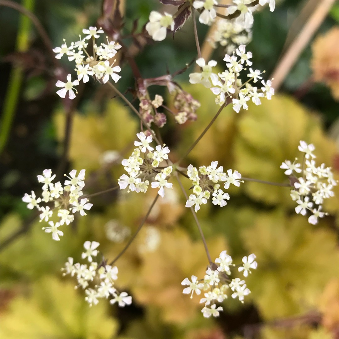 Hardy Perennial Anthriscus Sylvestris /'Ravenswing/' Cow Parsley 15 Seeds