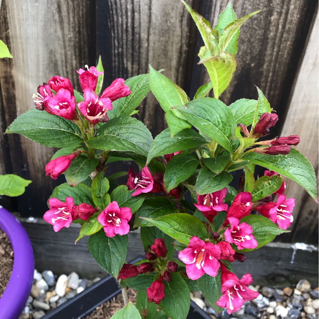 Weigela florida 'Rosea', Weigela 'Rosea' in GardenTags plant encyclopedia