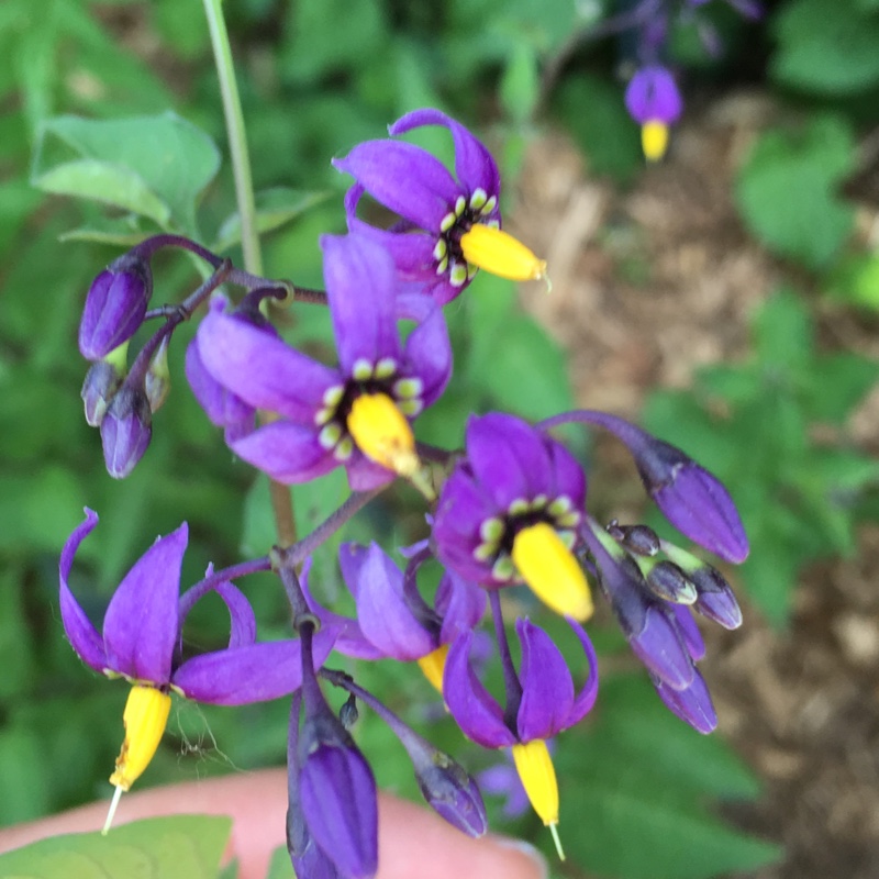 packet of 30 seeds Solanum dulcamara Bittersweet Nightshade